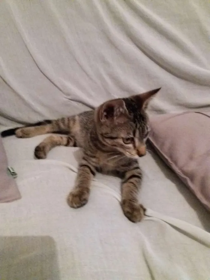 Gato ra a Rcd idade Abaixo de 2 meses nome Sem nome