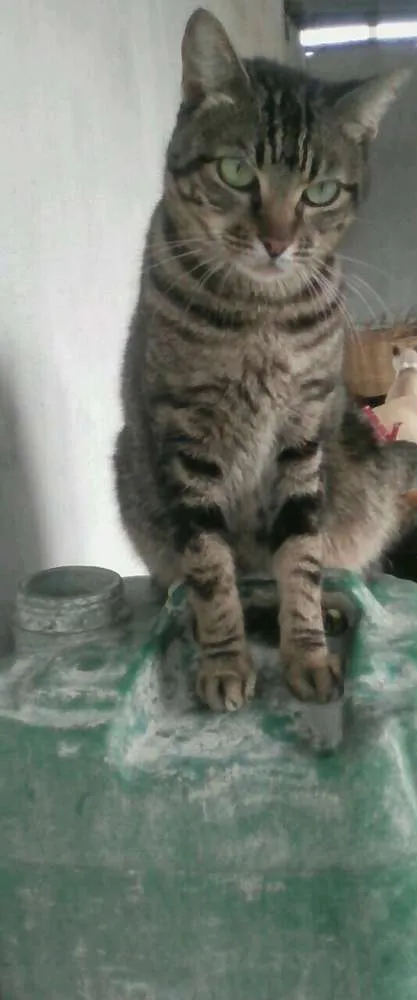 Gato raça Sem raça idade 2 a 6 meses nome Laura