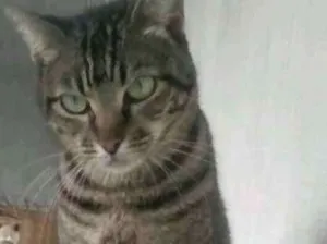 Gato raça Sem raça idade 2 a 6 meses nome Laura