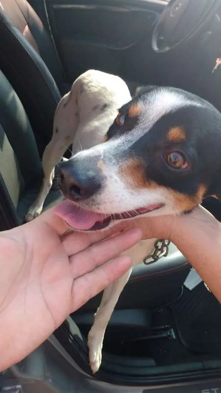 Cachorro ra a MIX idade 1 ano nome SNOOP