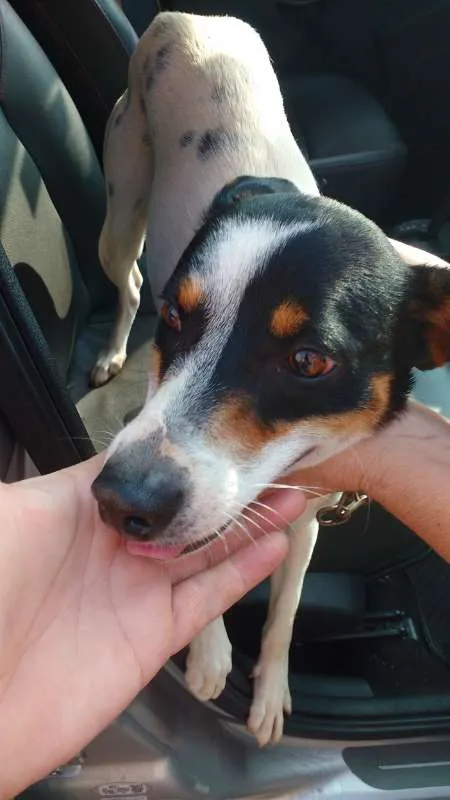 Cachorro ra a MIX idade 1 ano nome SNOOP