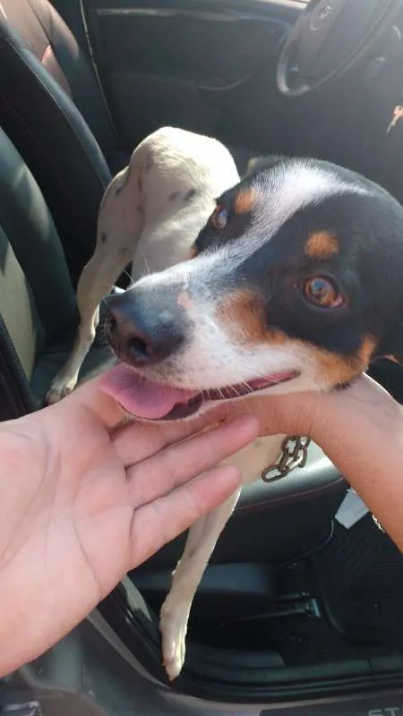 Cachorro ra a MIX idade 1 ano nome SNOOP