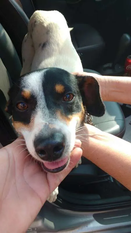 Cachorro ra a MIX idade 1 ano nome SNOOP