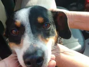 Cachorro raça MIX idade 1 ano nome SNOOP