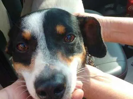 Cachorro ra a MIX idade 1 ano nome SNOOP
