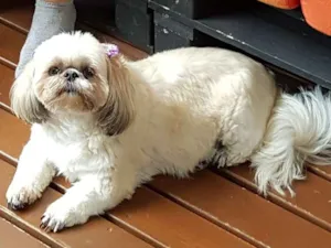 Cachorro raça Lhaza idade 6 ou mais anos nome Sophie