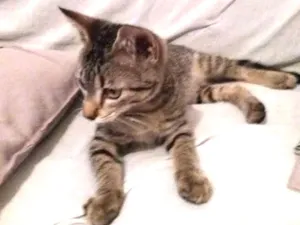 Gato raça Rcd idade Abaixo de 2 meses nome Sem nome