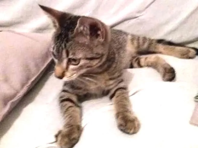 Gato ra a Rcd idade Abaixo de 2 meses nome Sem nome