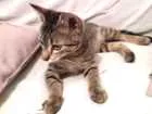 Gato raça Rcd idade Abaixo de 2 meses nome Sem nome