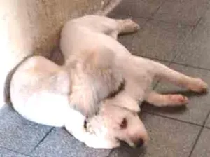 Cachorro raça Lhasa apso idade 2 anos nome Chubaca