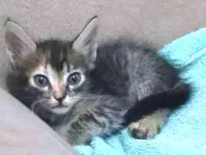 Gato raça Não sei idade Abaixo de 2 meses nome Sem nome