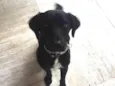 Manolo