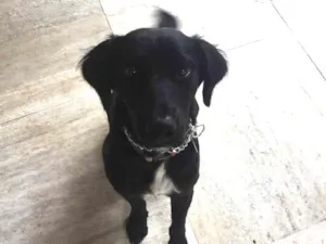 Cachorro raça SRD idade 7 a 11 meses nome Manolo