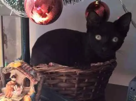 Gato ra a SRD idade 2 a 6 meses nome Sem nome