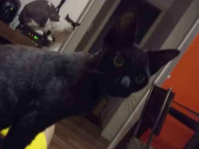 Gato ra a SRD idade 2 a 6 meses nome Sem nome