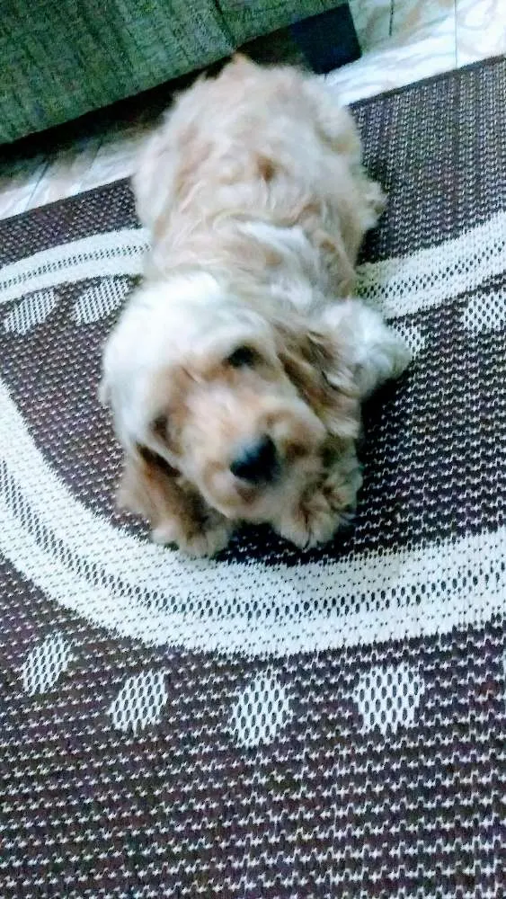 Cachorro ra a Cocker idade 6 ou mais anos nome Melissa