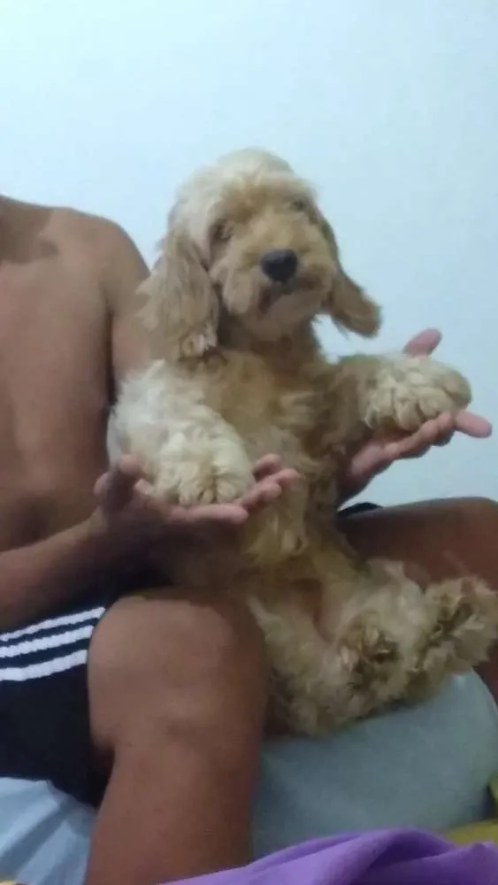 Cachorro ra a Cocker idade 6 ou mais anos nome Melissa