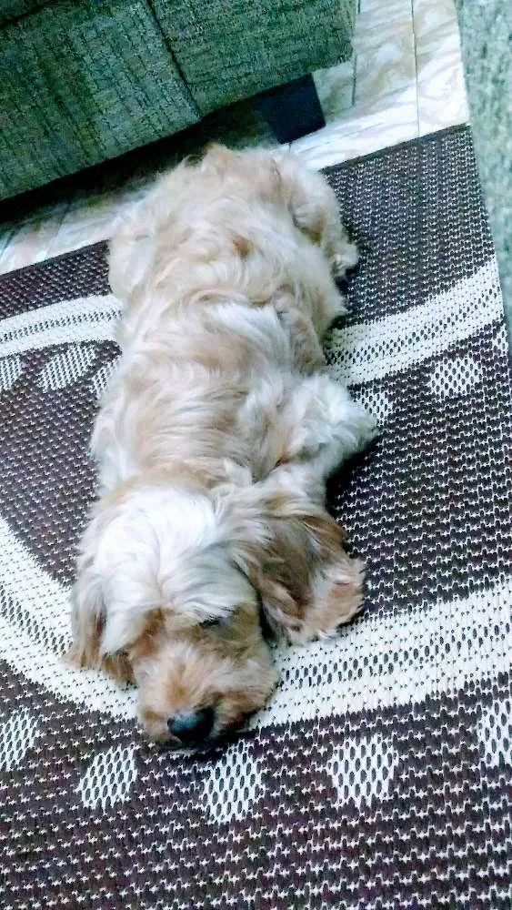 Cachorro ra a Cocker idade 6 ou mais anos nome Melissa