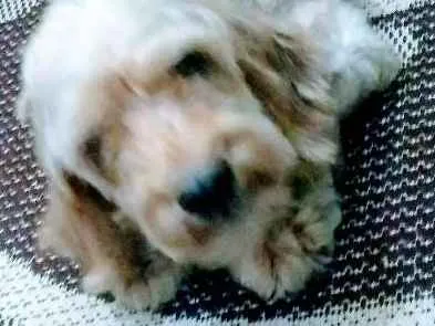 Cachorro ra a Cocker idade 6 ou mais anos nome Melissa