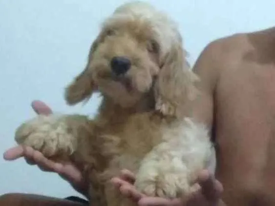 Cachorro ra a Cocker idade 6 ou mais anos nome Melissa