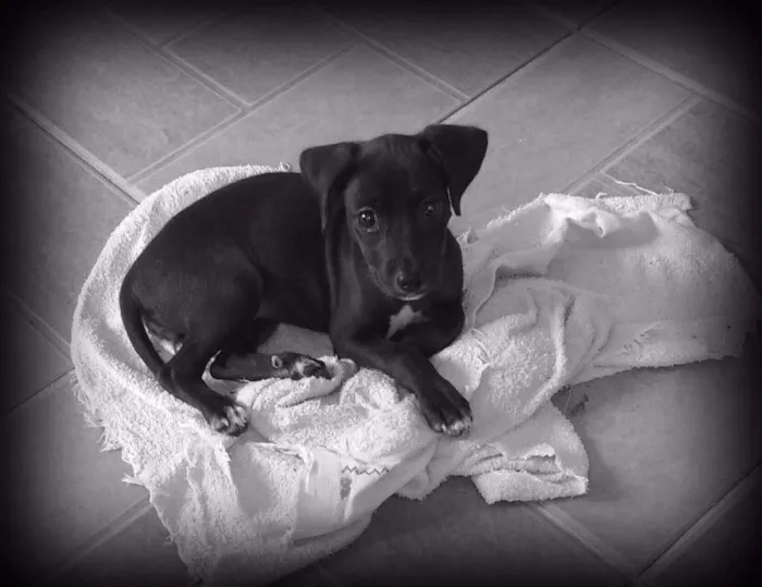 Cachorro ra a Vira lata idade 2 a 6 meses nome Neguinha
