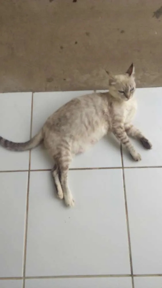 Gato raça  idade 2 anos nome Flora