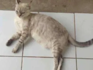 Gato raça  idade 2 anos nome Flora