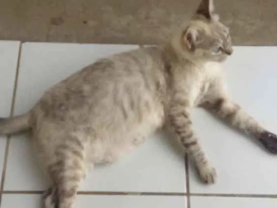 Gato raça  idade 2 anos nome Flora