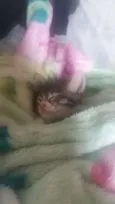Alegria