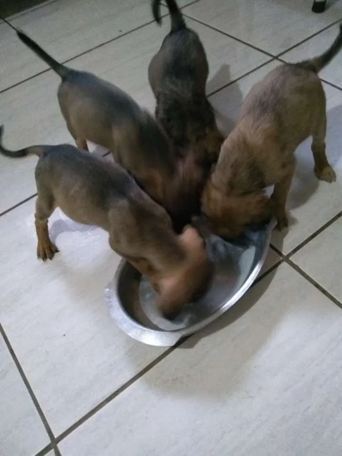 Cachorro raça Vira lata idade Abaixo de 2 meses nome Sem nome