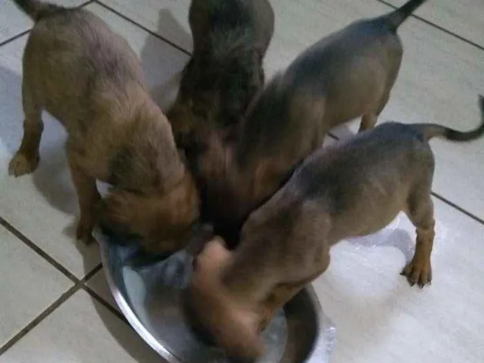 Cachorro raça Vira lata idade Abaixo de 2 meses nome Sem nome