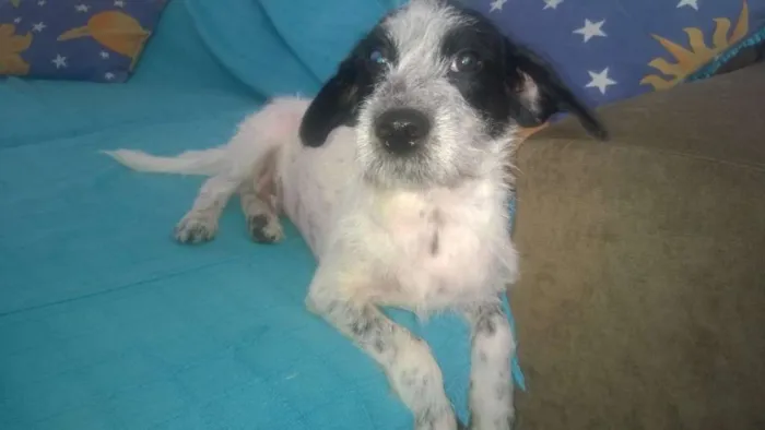 Cachorro raça SRD idade 1 ano nome BONEY
