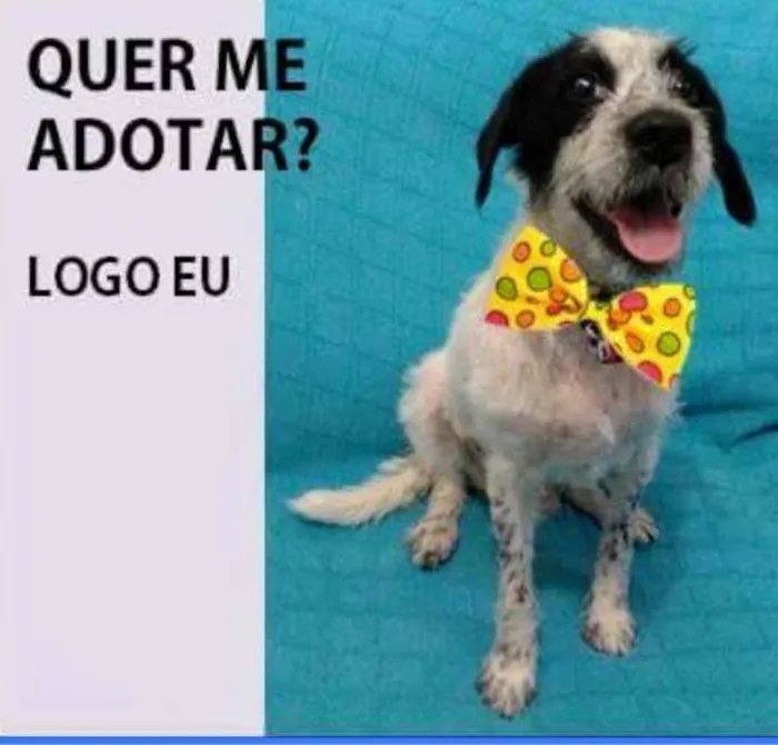 Cachorro raça SRD idade 1 ano nome BONEY
