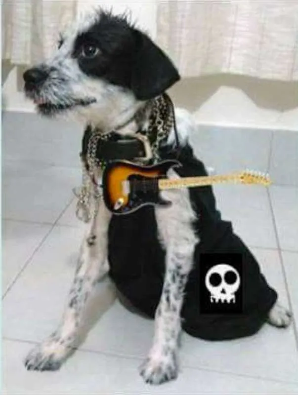 Cachorro raça SRD idade 1 ano nome BONEY