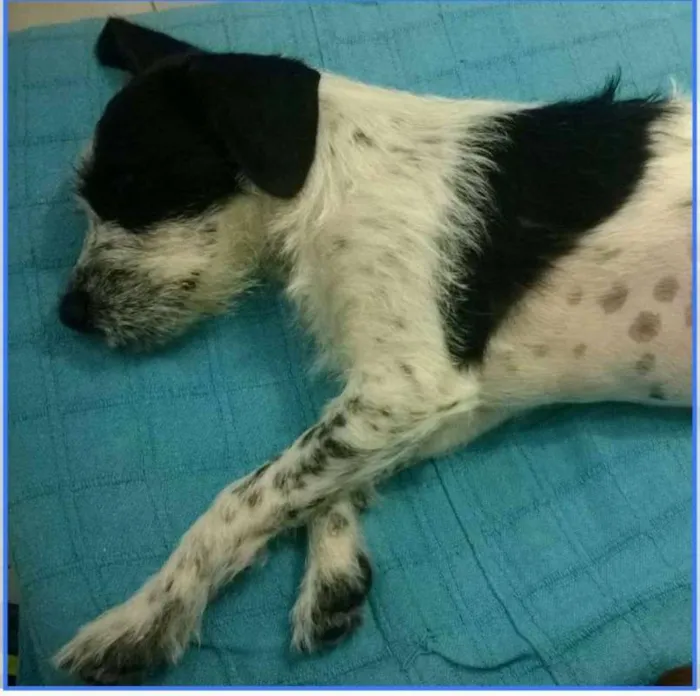 Cachorro raça SRD idade 1 ano nome BONEY