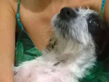 Cachorro raça SRD idade 1 ano nome BONEY