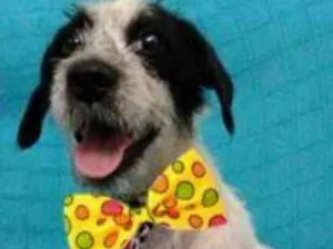 Cachorro raça SRD idade 1 ano nome BONEY