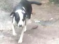 Cachorro raça vira-lata idade 3 anos nome luty e tuty 
