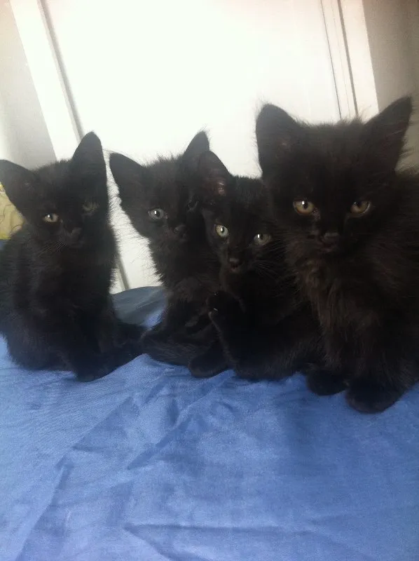 Gato ra a Sem raça idade Abaixo de 2 meses nome Sem nome