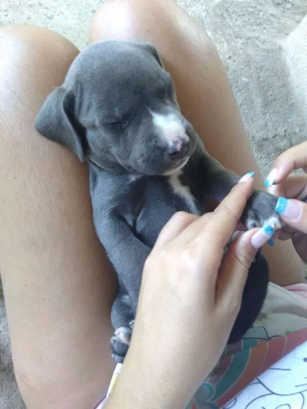 Cachorro raça SEM RAÇA DEFINIDA idade Abaixo de 2 meses nome Sem nome