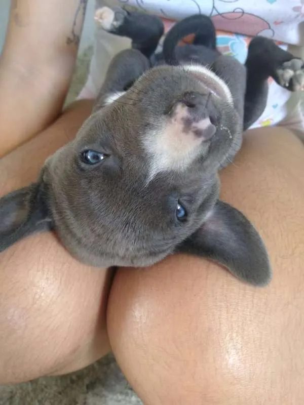 Cachorro raça SEM RAÇA DEFINIDA idade Abaixo de 2 meses nome Sem nome