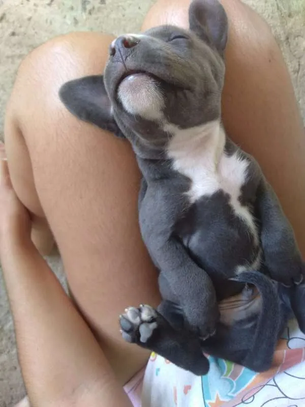 Cachorro raça SEM RAÇA DEFINIDA idade Abaixo de 2 meses nome Sem nome