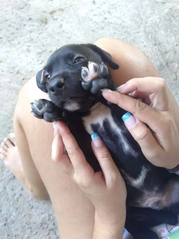 Cachorro raça SEM RAÇA DEFINIDA idade Abaixo de 2 meses nome Sem nome