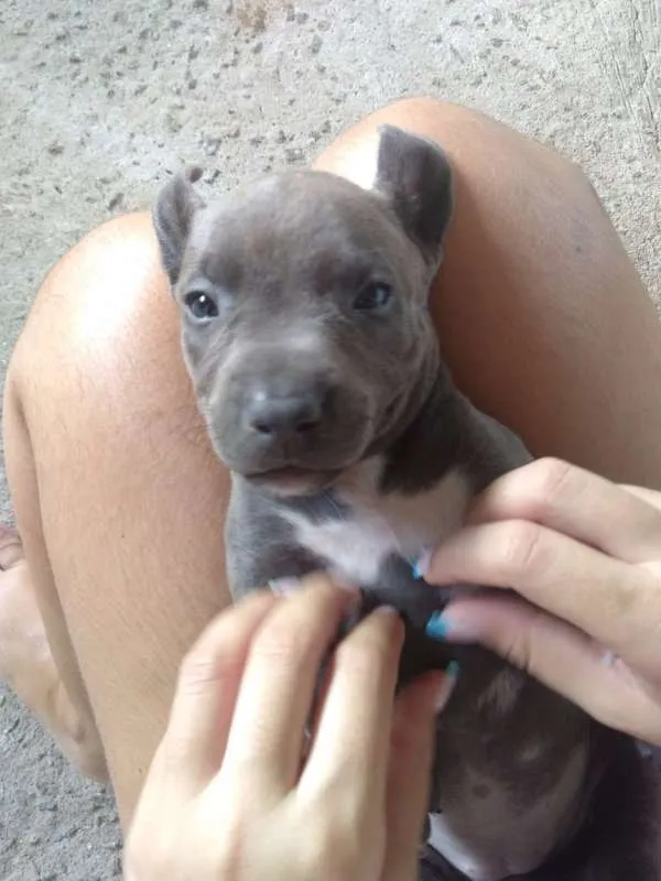 Cachorro raça SEM RAÇA DEFINIDA idade Abaixo de 2 meses nome Sem nome