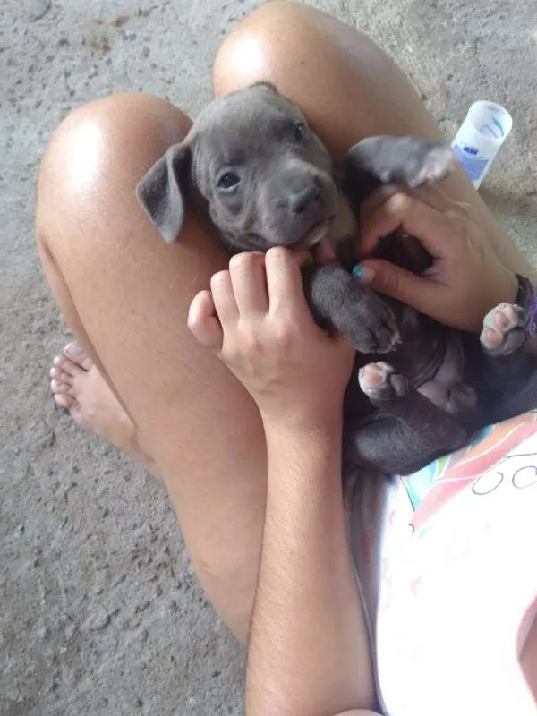 Cachorro raça SEM RAÇA DEFINIDA idade Abaixo de 2 meses nome Sem nome