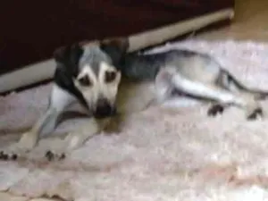 Cachorro raça SRD idade 2 a 6 meses nome Não sei