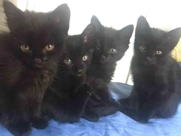 Gato ra a Sem raça idade Abaixo de 2 meses nome Sem nome