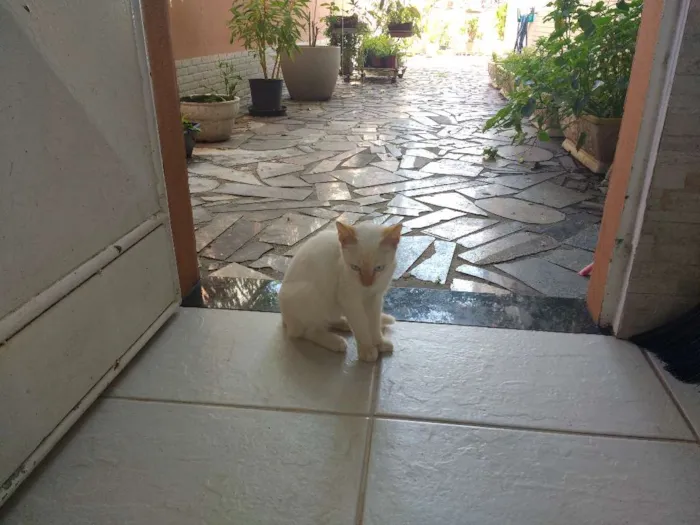 Gato raça comum idade 2 a 6 meses nome Martim