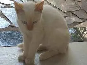 Gato raça comum idade 2 a 6 meses nome Martim