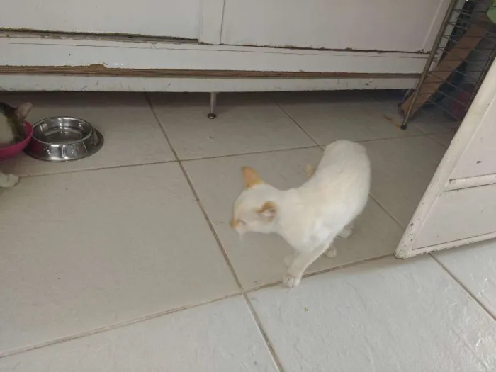 Gato raça comum idade 2 a 6 meses nome Martim